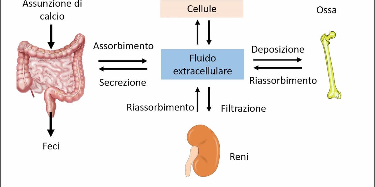 Metabolismo osseo