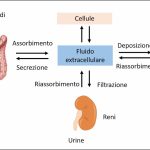 Metabolismo osseo