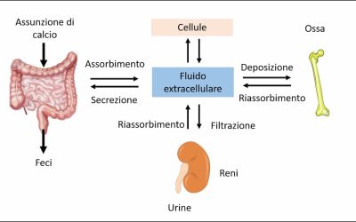 Metabolismo osseo