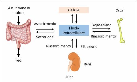 Metabolismo osseo